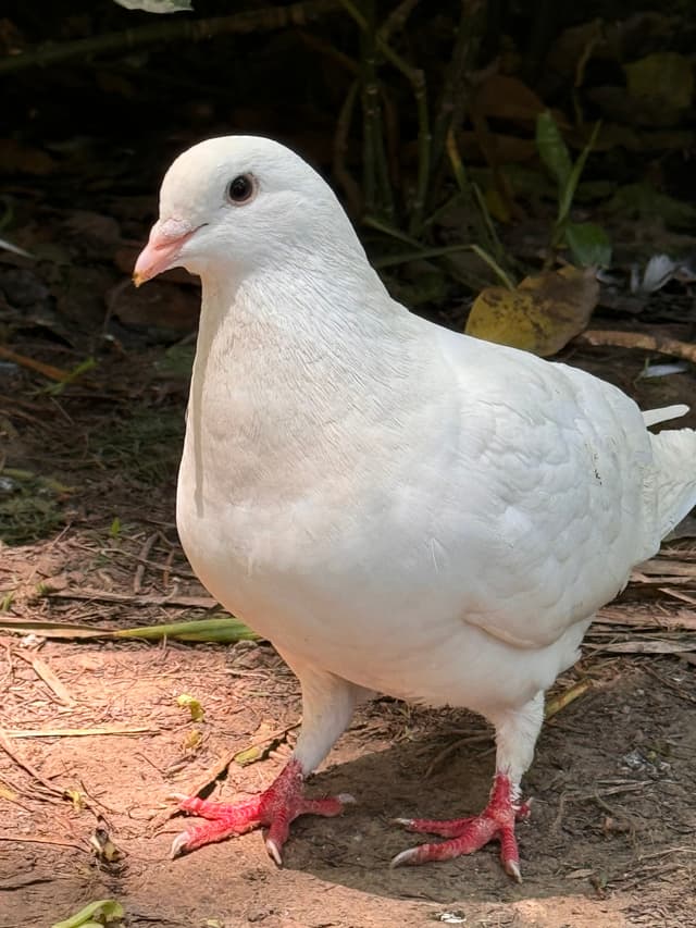 中山陵音乐台的鸽子